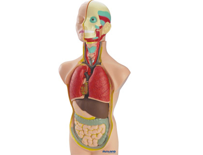 JUEGO MINILAND ANATOMIA HUMANA 11 PIEZAS 50 CM